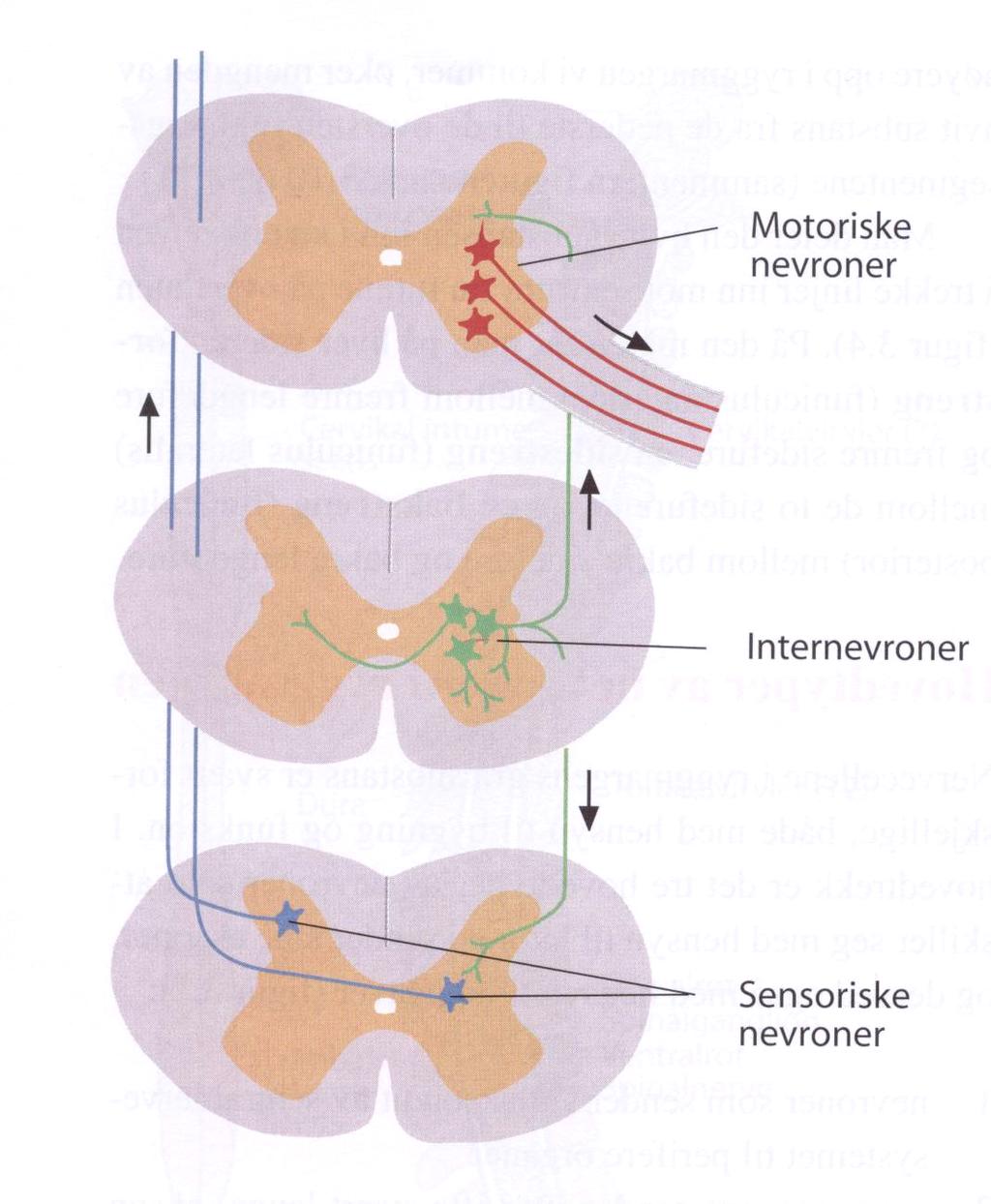 Tre hovedtyper nevroner i ryggmargen Motonevroner (i) Motoriske nevroner sender sine aksoner til skjelettmuskeceller eller til glatt muskulatur og kjertler Interevroner Sensoriske nevroner (ii)