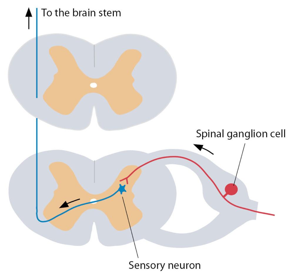 Sensorisk nevron i ryggmargens grå substans Nevronet påvirkes synaptisk av en psevdounipoar gangliecelle (typisk av mange dorsalrotsfibre) og