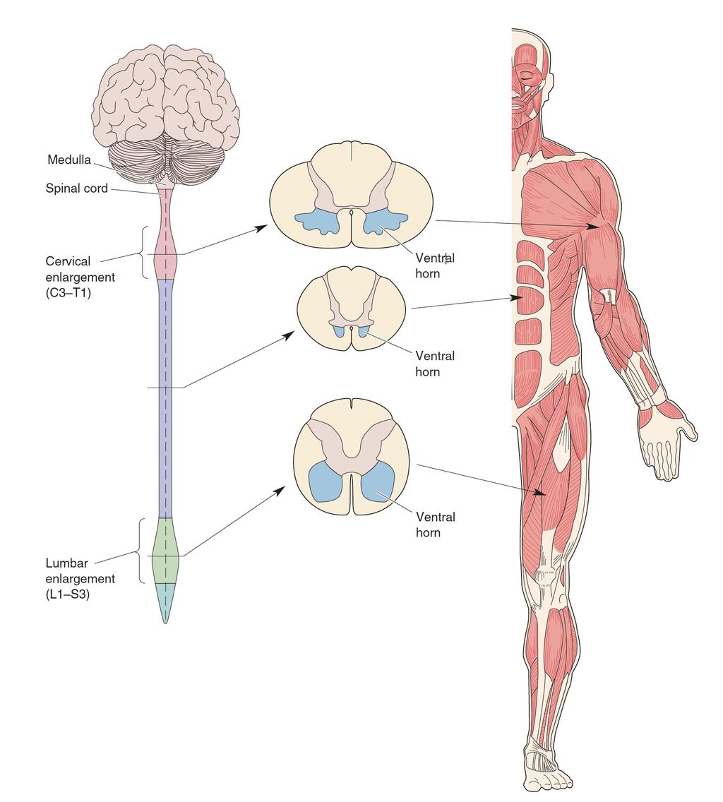 Intumescensene The distribution of motor neurons in the spinal cord Cervical-intumescensen Lumbal-intumescensen The cervical enlargement of the spinal cord