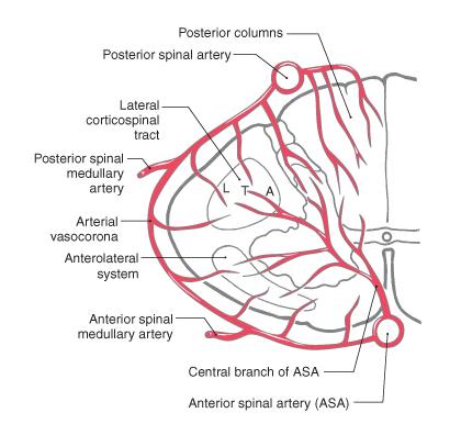 Blodforsyningen til medulla spinalis Bakre spinalarterie Aorta Fremre spinalarterie Haines (2007) Fig.