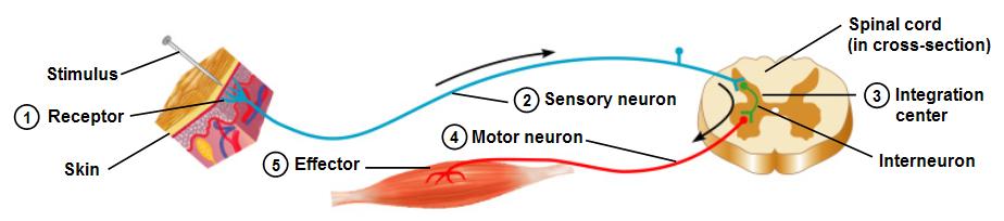 Reflekser (spinale) DEF: En reaksjon (respons) på et stimulus som er formidlet av nervesystemet og som opptrer uavhengig av viljen. En refleks-bue: 1.