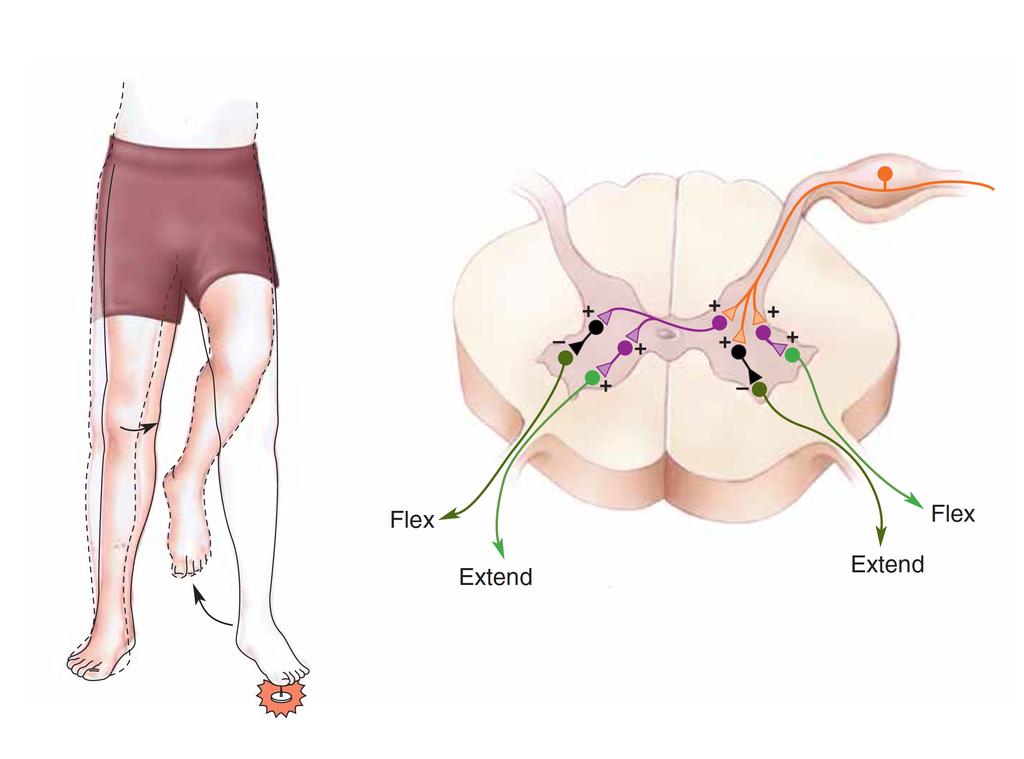 Krysset ekstensorrefleks Nervekreteser som ligger til grunn for krysset ekstensorrefleks Krysset ekstensor refleks, der det ene