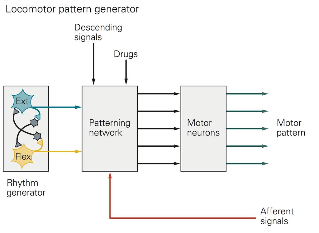 Schematic description of a locomotor pattern generator based on recent studies on active locomotion in decerebrate cats The basic rhythmic pattern is produced by mutually inhibiting flexor and