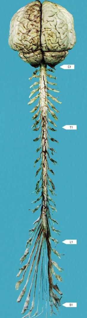 Ryggmargen (medulla spinalis) Segment = den