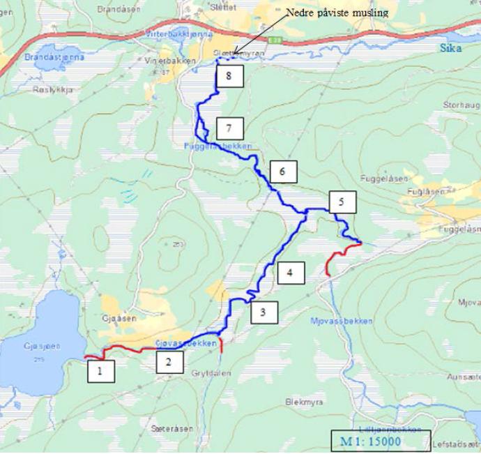 Side 4 av 11 Kunnskap om arter som påvirkes Elvemusling i Sikavassdraget Berger (2014) talte totalt 452 levende muslinger i Sikavassdraget i 2014, fordelt på 180 i Gjøvassbekken, 101 i Mjovassbekken