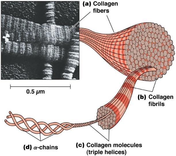 Kollagenfibre har lange fibre av regelmessig bundet kollagen fibriller (Lafarga & Hayes 2014), som er vist i figur 5.