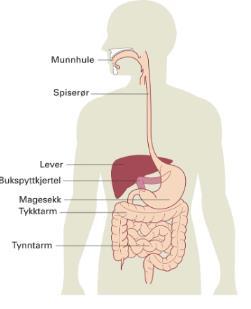 1.13 Fordøyelse av proteiner i in vitro modell Fordøyelsessystemet skal sørge for optimalt opptak av alle næringsstoffer, og i denne masteroppgaven er hovedfokuset protein fordøyelse.