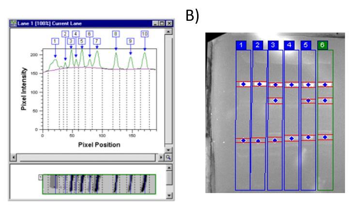 Figur 12: Baneprofil og detekterte bånd. Profil for hver bane viser de ulike toppene representerer fragmentene fra blottet, piksel intensitet vises på y-aksen og piksel posisjon vises på x-aksen (A).