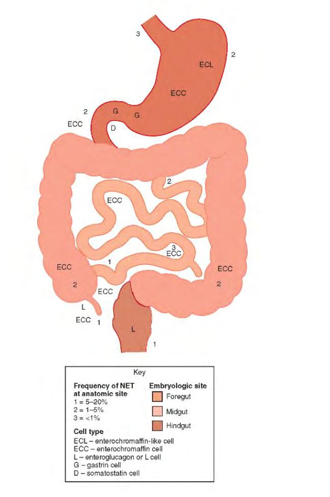 Nevroendokrine celler i GI-trakten Enterokromaffine celler (EC-celler) hyppigste celletype Serotonin I magesekken er