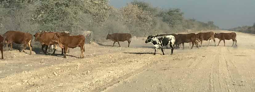 San marginalisert folk med rik historie San-folket er de opprinnelige beboerne i Namibia og det sørlige Afrika.