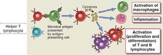 T celler 28 CD4+ T celle subpopulasjoner 29