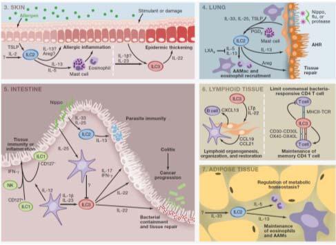 Vevsspesifisitet av ILC 16 Komponenter Barrierer Epithelia, defensiner, strøm (væske, luft, celler)