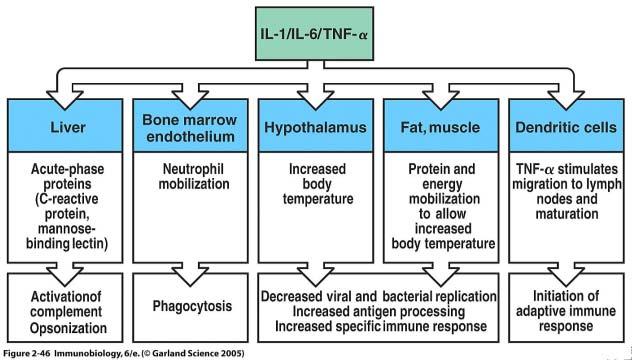 Mannose-bindende lectin, CRP Cytokiner Pro-inflammatoriske, type II interferon, aktivering,