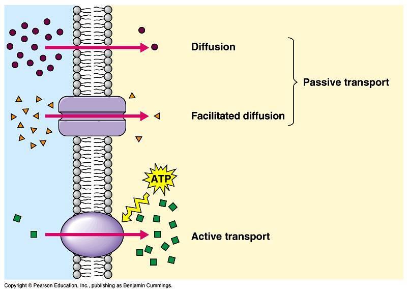 Membrantransport Passiv transport (diffusjon) Fra et område med høy konsentrasjon til et område med lav konsentrasjon. Krever ikke energi. Fettløselige stoffer: Diffusjon gjennom lipidlaget.