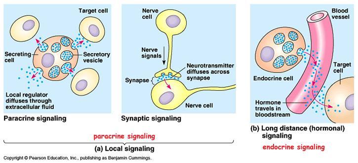 Kommunikasjon mellom celler Nervesystemet Det endokrine systemet Kilde: Benjamin Cummings 29 Membranproteiner -
