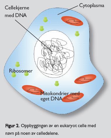 DNA DNA: Deoxyribonucleic acid Arvestoff: Inni cellekjernen Alle kroppens celler inneholder samme DNA og bestemmer organismens egenskaper.