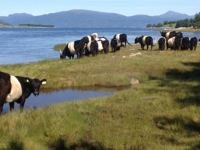 Galloway Ensfarget Galloway skal være svart rød eller dun(gråbrun), det skal ikke være noen flekker av andre farger.