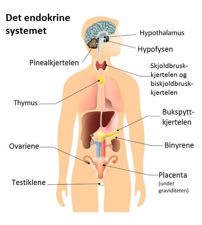 Basiskunnskap Bind 1 side 179-181 HYPOTHALAMUS