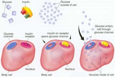 Insulin repetisjon, forts.