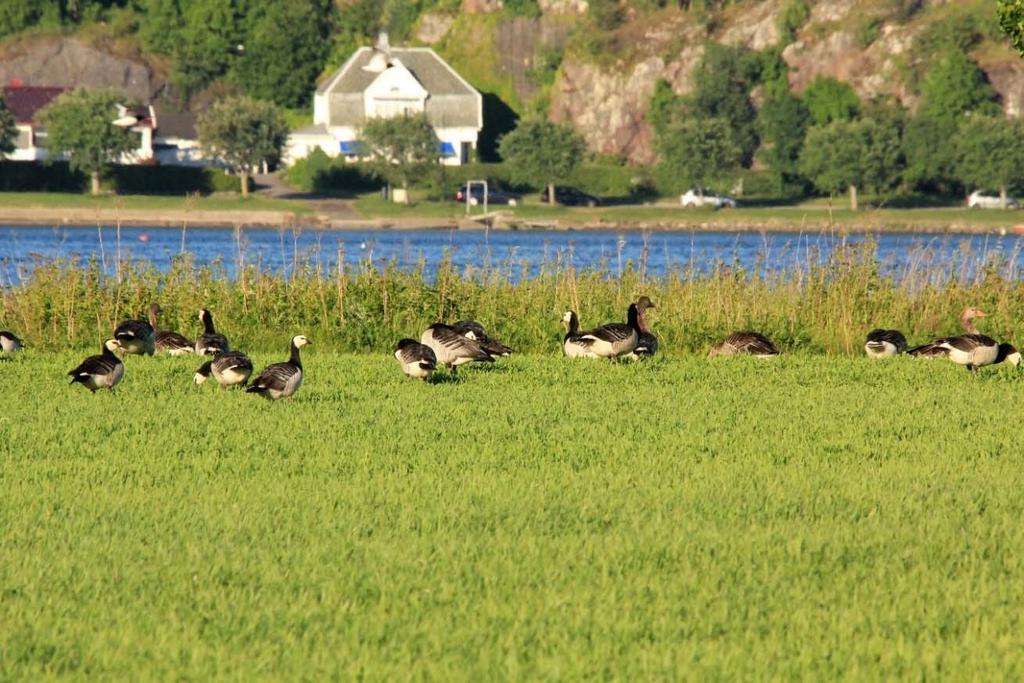 det som gjerne omtales som Oslofjordbestanden (Fylkesmannen i Oslo og Akershus 2012), som igjen er en del av den russiske bestanden der de fleste hekker i russisk Arktis men med kolonier etablert