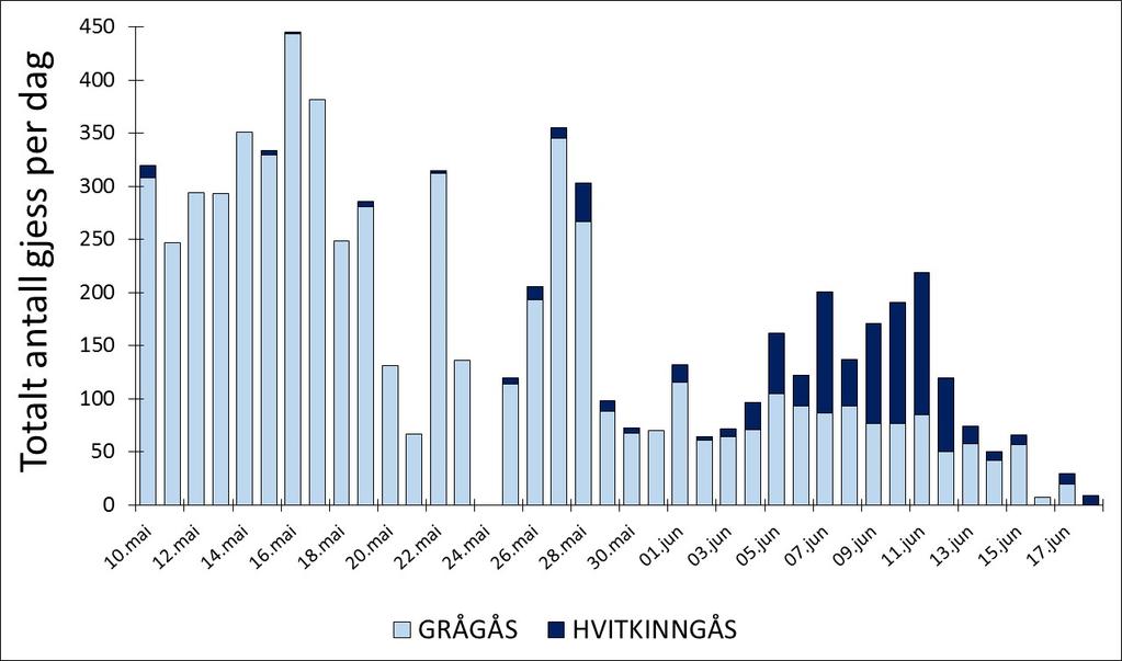 3 Resultater 3.1 Antall gjess 3.1.1 Arealene ved Jarlsberg Hovedgård, forsommer For arealene i tilknytning til Jarlsberg hovedgård (Figur 5 og 6) var det i perioden 10. mai til 18.