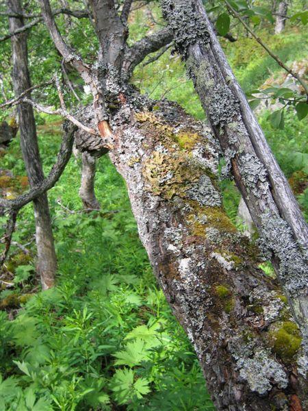 moh. Foto: Sigve Reiso Små bergvegger med