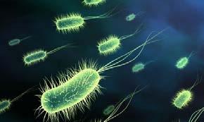 Partikkelassosierte bakterier