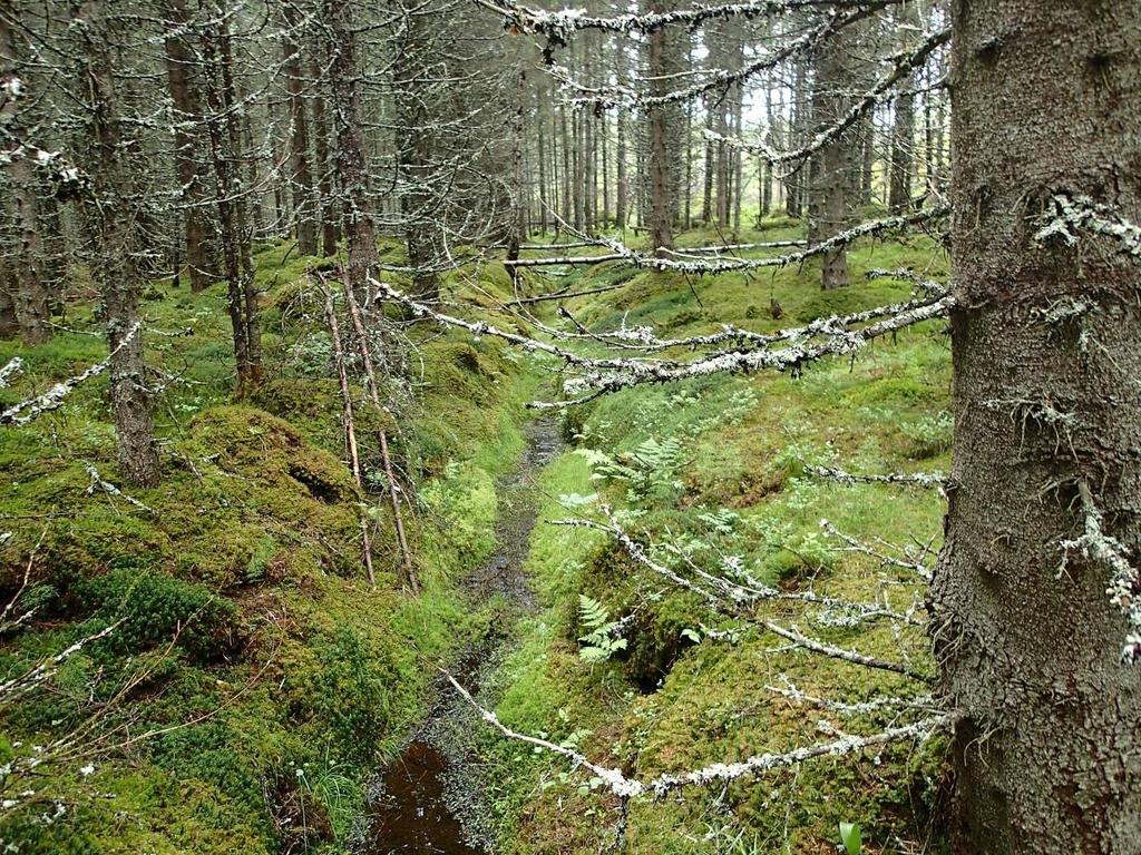 Figur 6 Bilde viser typisk skog i planområdet, her nordøst for det oppdyrkede arealet. Det er gravd flere grøfter gjennom skogen.
