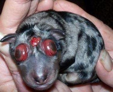 Noen M/M-hunder lider av mikroftalmi (unormalt små øyne) med eller uten blindhet samt ensidig eller komplett døvhet.