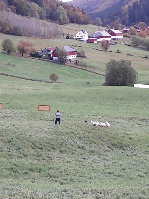 FYLKESMEISTERSKAP I GJETARHUND Sunnfjord og Ytre Sogn gjetarhundlag hadde ansvar for dette årets fylkesmeisterskap. Det vart arrangert 6. og 7. oktober på Lunde i Gaular kommune.