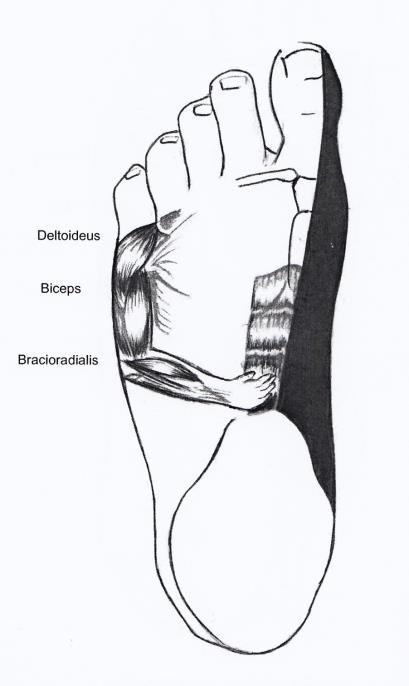 M. Pectoralis Major claviculae Utspring: Kragebenet, 2. 6. ribben samt magemusklaturens seneplate.