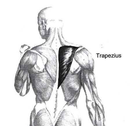 Trapezius,