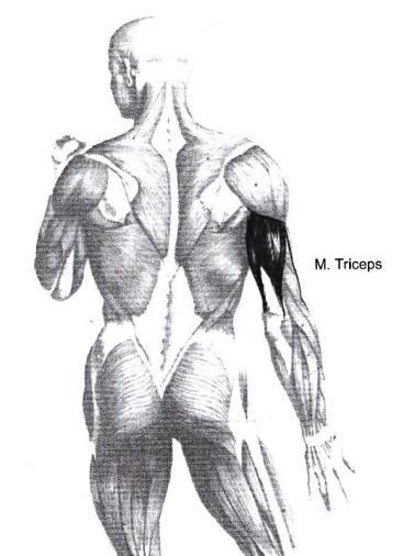 M. Latissimus dorsi Utspring: Ryggtaggene på de seks nederste brystvirvlene, ryggvirvlene, korsbeinet og hoftekammens bakre del. Feste: Overarmsbeinets øvre, framre del.