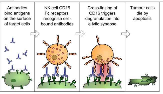 lymfomer Epratuzumab Anti CD22 (B-celler)( IntReALL) Mot solide