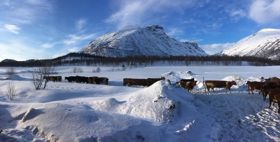 Prosent Vi har også sett på om utbredelsen av de vanligste bygdenæringene varierer i forskjellige aldersgrupper.