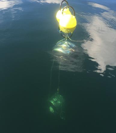 Undersøkelser i Kaldvellfjorden Undersøkelser i Kaldvellfjorden Rådgivende