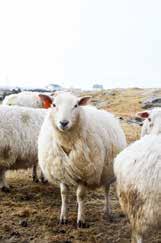 Røros Tweeds pledd og puter er laget av ull fra sauer som beiter i ren norsk høyfjellsnatur. Alle dyr tilpasser seg sitt naturlige miljø.