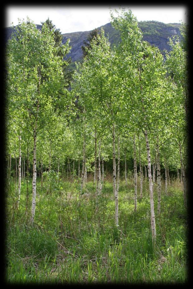 3.3 Skogbruksressursar Skogen i dei tre kommunane er ein viktig ressurs som i dag vert lite utnytta. Den mest verdfulle skogen ligg vanskeleg tilgjengeleg i bratt terreng utan vegtilkomst.