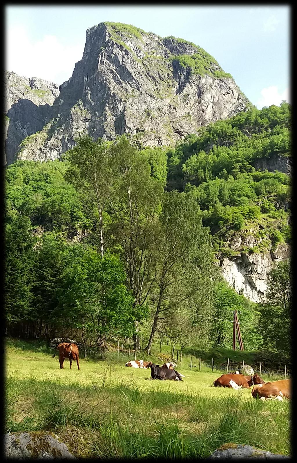 Kyr på beite i Gudvangen