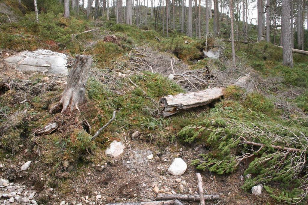 vedbuande sopp på furulæger og potensialet for kravfulle og raudlista slike artar i området må vurderast som høg (men slike finn ein lettast seint på hausten).