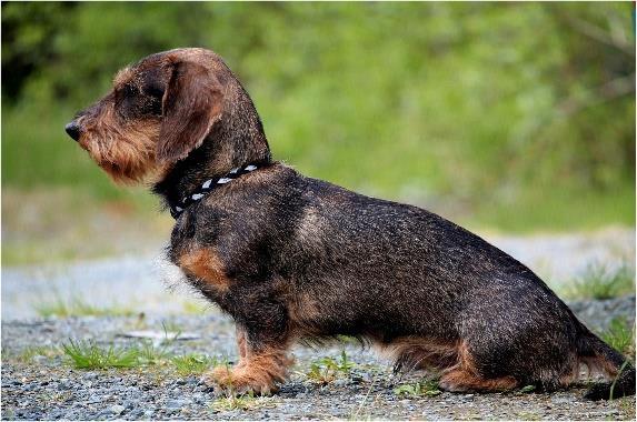 J(D)CH Gravabekken's Ez Arja) Fører: Ølstøren, Svein Hallgeir NORD J(D)CH Boss Se50804/2014, 23/08-2014, Viltfarget, Dachshund