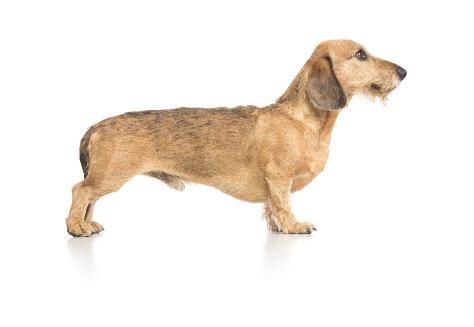 Fi29666/12, 10/04-2012, Rød, Dachshund