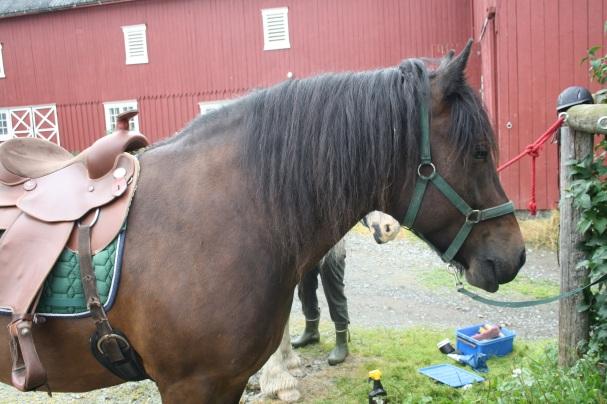 Husdyr: En dølahest og en ponni,