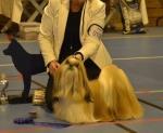 Årets Shih Tzu 2016 1. plass Hanner 1.