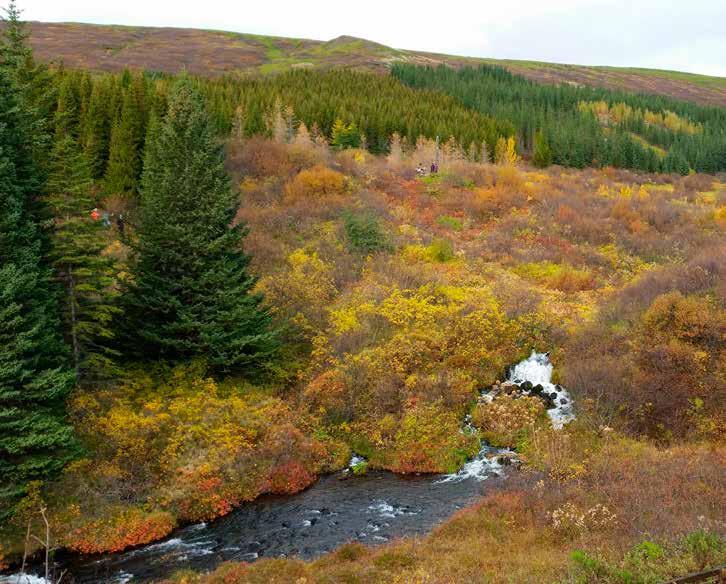 Skógarvörðurinn á Suðurlandi Selfossi HREINN ÓSKARSSON Suðurlandsdeild er með rúman helming allra gróðursettra skóga þjóðskóganna eða um 2.200 ha svæði.