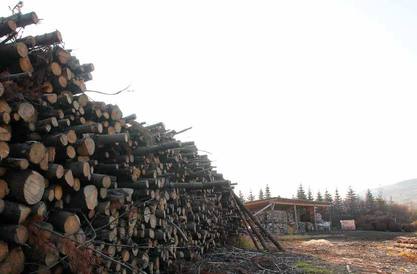 Rekstrarsvið GUNNLAUGUR GUÐJÓNSSON, SVIÐSTJÓRI REKSTRARSVIÐS Við sameiningu Skógræktar ríkisins og landshlutaverkefnanna í skógrækt var ákveðið að ný stofnun, Skógræktin, skyldi skiptast í fjögur