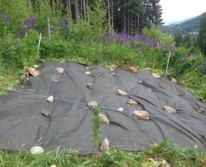 I 2017 ble skjøtsel og vedlikehold gjennomført i uke 24 (13 juni), grunnet sen vår var ikke hagelupin i full blomst enda.