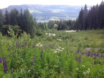 1. Vanntårnet ved Odnesberga I 2014 ble det bygd nytt vanntårn på Odnes (Ånes vannverk) med tilhørende vei.