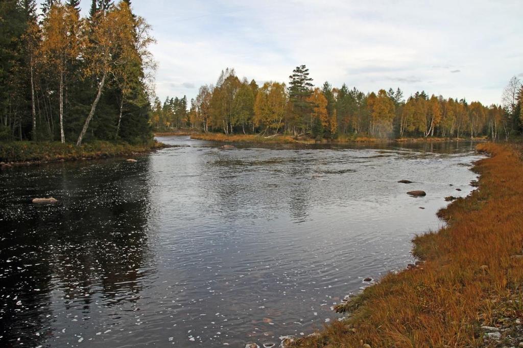 Forekomst av fisk i