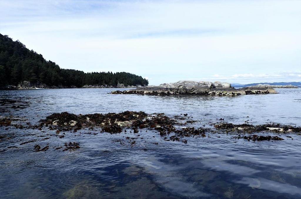 Utfylling i sjø ved Ytra Gjengo, Austevoll kommune R A P P O R Risikovurdering av